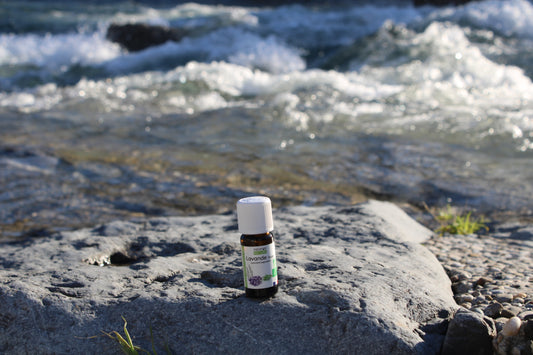 True lavender essential oil AB 10ml